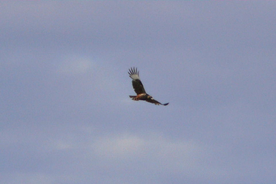 Black-breasted Buzzard (Hamirostra melanosternon)